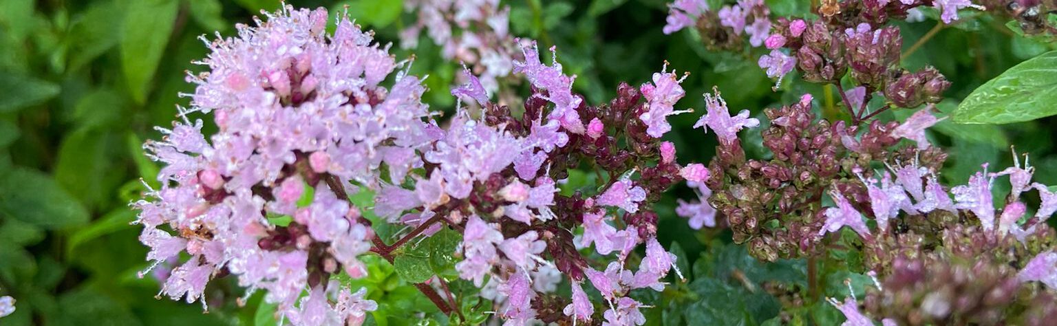 Workshop natuurlijk en inheems tuinieren